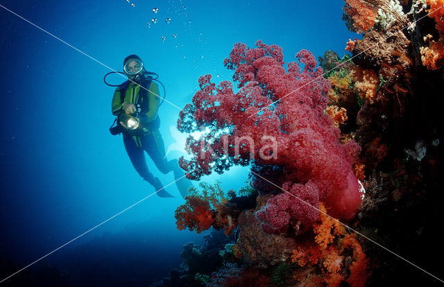 Indian Ocean