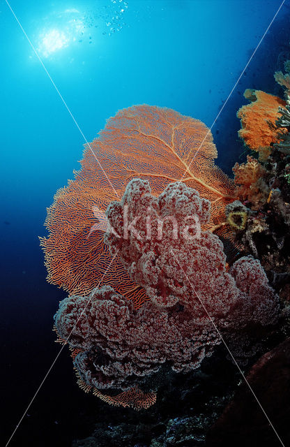 Indische Oceaan