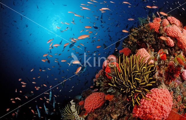 Indian Ocean