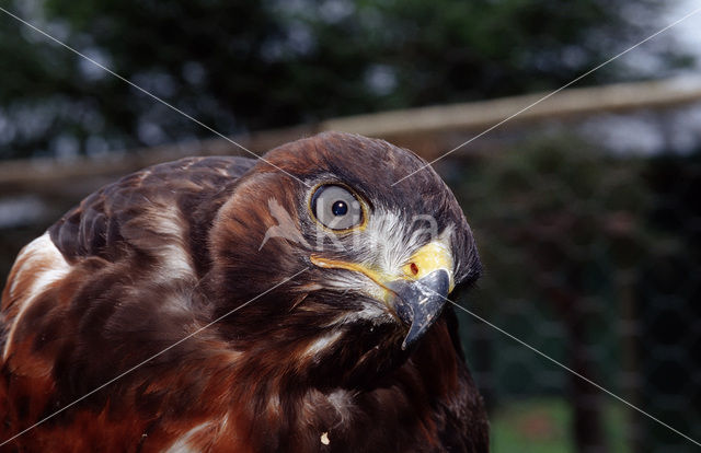 Jackal Buzzard (Buteo rufofuscus)