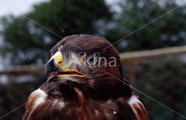 Jackal Buzzard (Buteo rufofuscus)