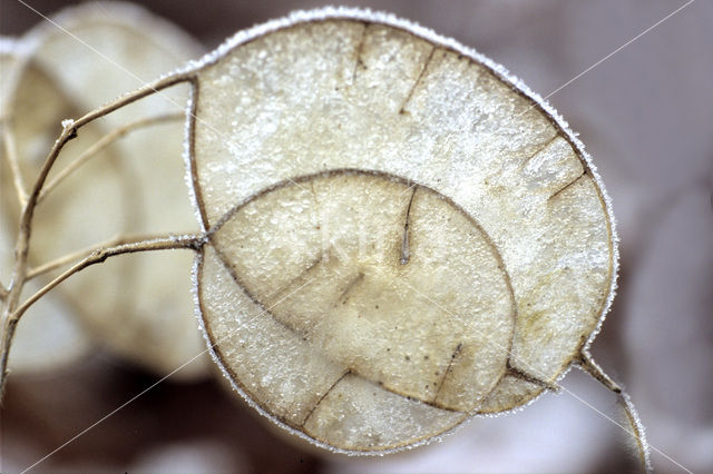 Judaspenning (Lunaria annua)