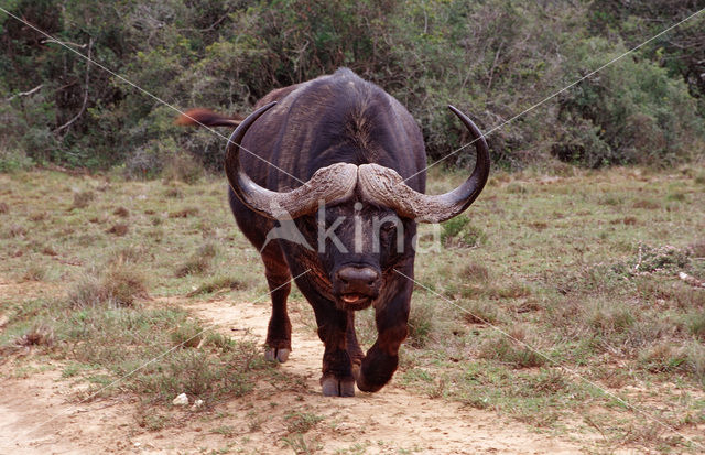 Kaapse buffel (Syncerus caffer)