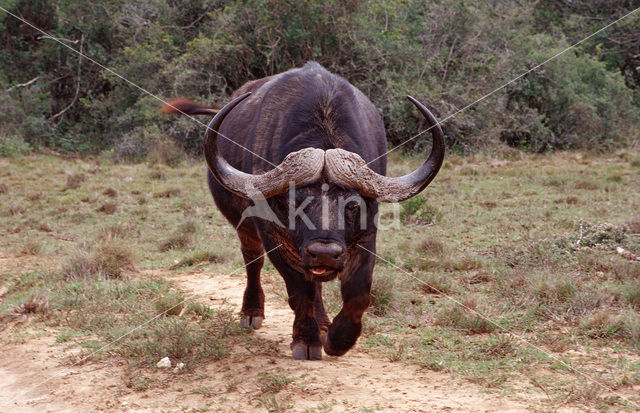 Cape buffalo (Syncerus caffer)