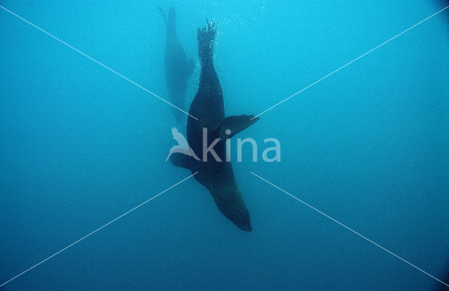 Cape Fur Seal