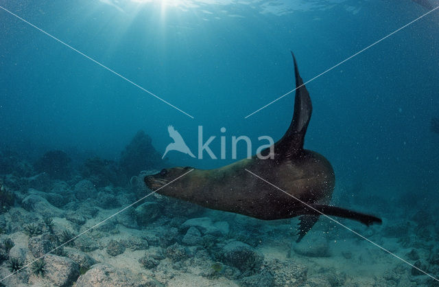 Cape Fur Seal