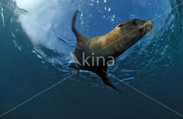 Cape Fur Seal