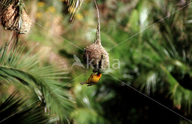 Kaapse wever (Ploceus capensis)