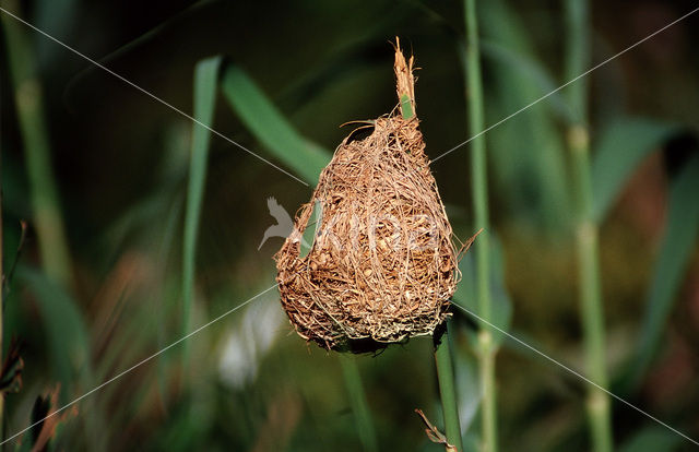 Cape Weaver (Ploceus capensis)