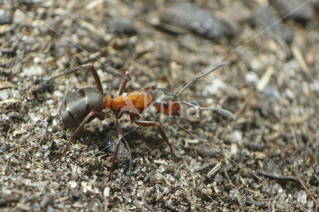 European Red Wood Ant (Formica polyctena)