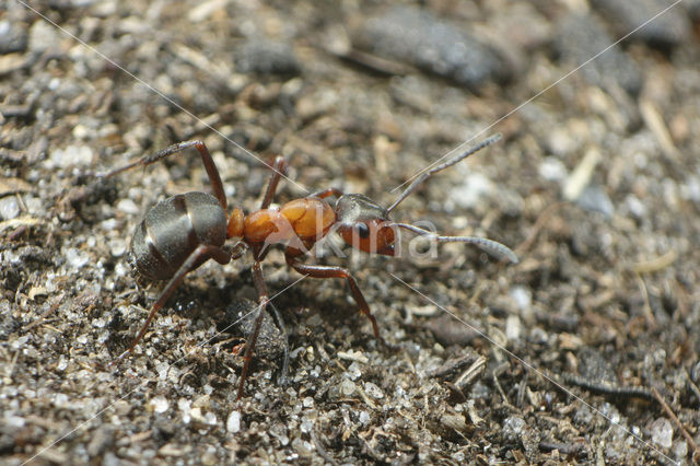 Kale rode bosmier (Formica polyctena)