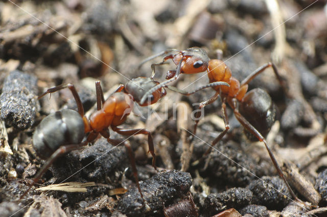 Kale rode bosmier (Formica polyctena)