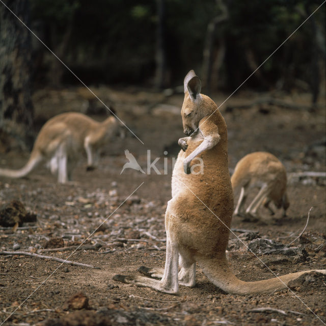 Wallaby (Macropus spec.)