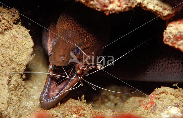 banded coral shrimp