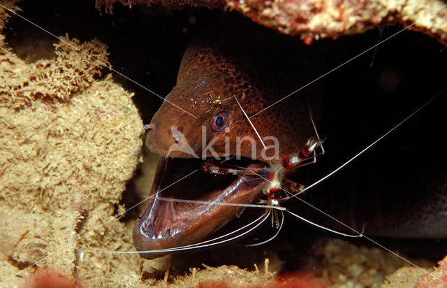 banded coral shrimp