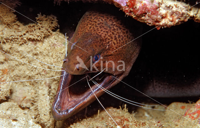 banded coral shrimp