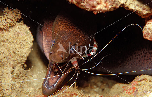 banded coral shrimp