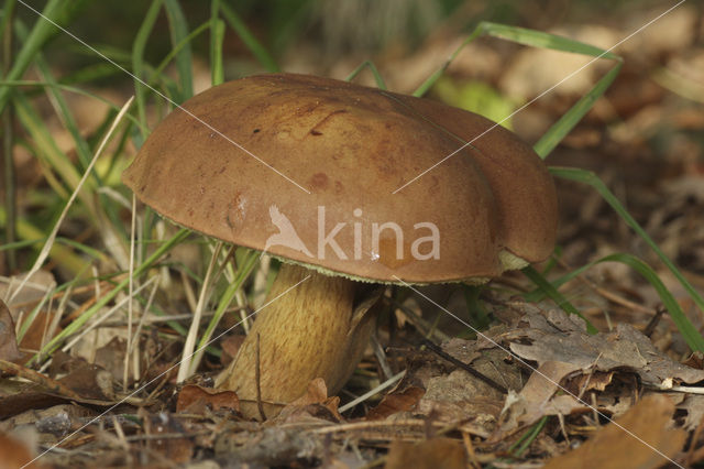 Kastanjeboleet (Boletus badius)