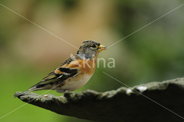 Brambling (Fringilla montifringilla)