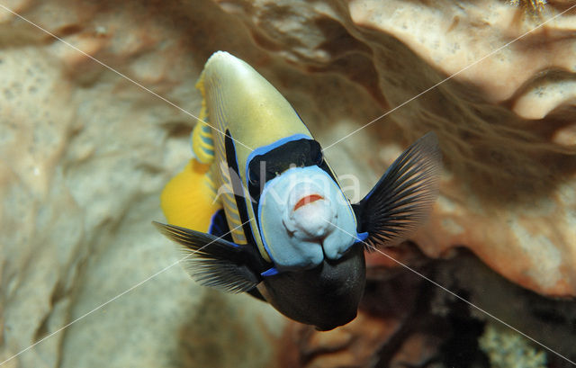 Emperor Angelfish (Pomacanthus imperator)