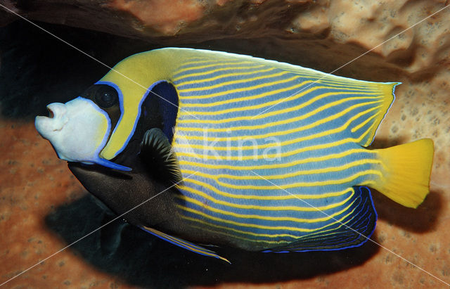 Emperor Angelfish (Pomacanthus imperator)