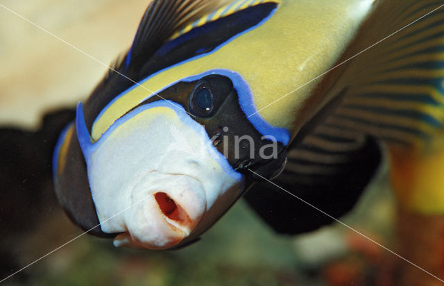 Emperor Angelfish (Pomacanthus imperator)