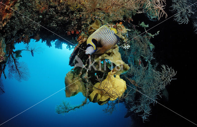 Emperor Angelfish (Pomacanthus imperator)