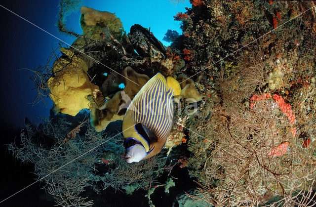 Emperor Angelfish (Pomacanthus imperator)