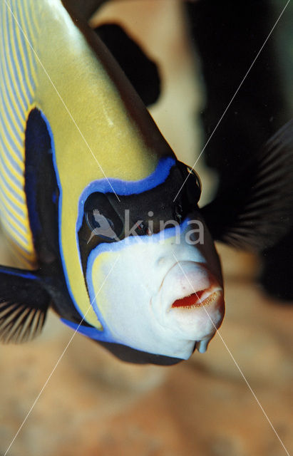 Emperor Angelfish (Pomacanthus imperator)