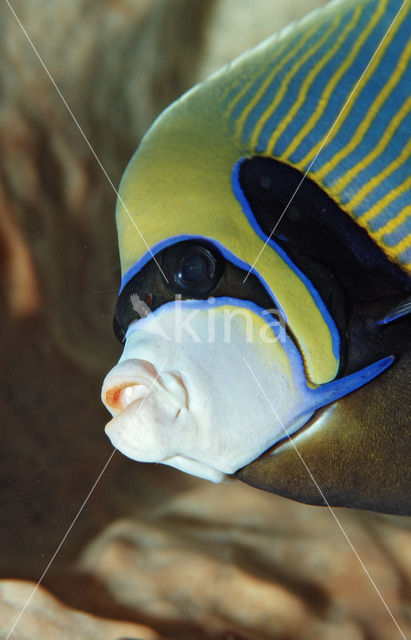 Emperor Angelfish (Pomacanthus imperator)