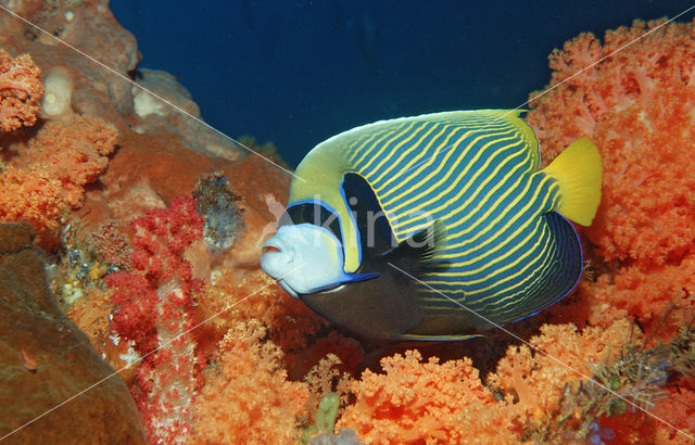 Emperor Angelfish (Pomacanthus imperator)