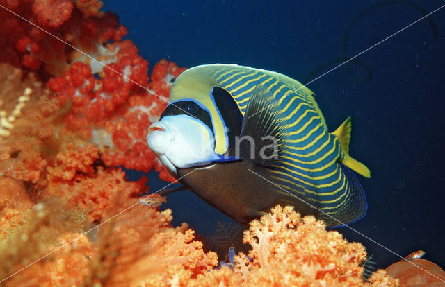 Emperor Angelfish (Pomacanthus imperator)