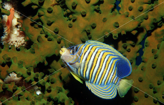 Royal angelfish (Pygoplites diacanthus)