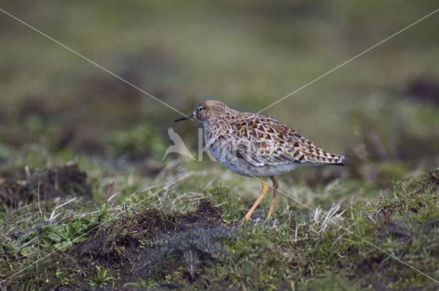 Ruff (Philomachus pugnax)