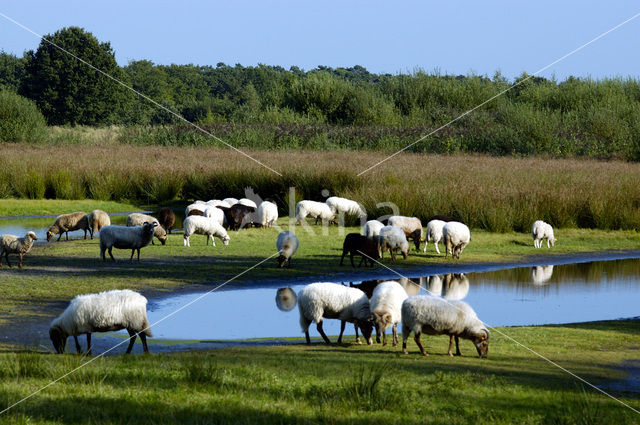 Kempisch heideschaap (Ovis domesticus)