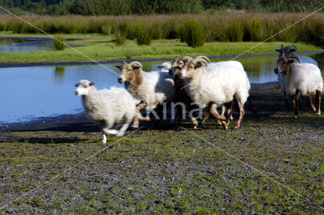 Kempisch heideschaap (Ovis domesticus)