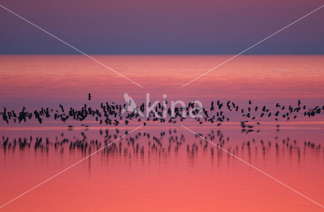 Lapwing (Vanellus vanellus)