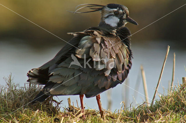 Lapwing (Vanellus vanellus)