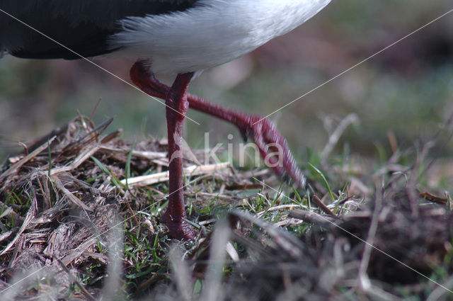 Lapwing (Vanellus vanellus)