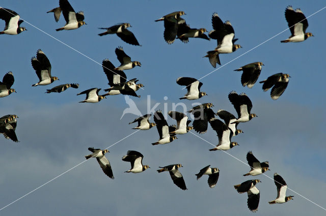 Lapwing (Vanellus vanellus)