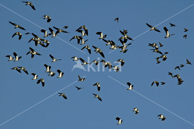 Lapwing (Vanellus vanellus)