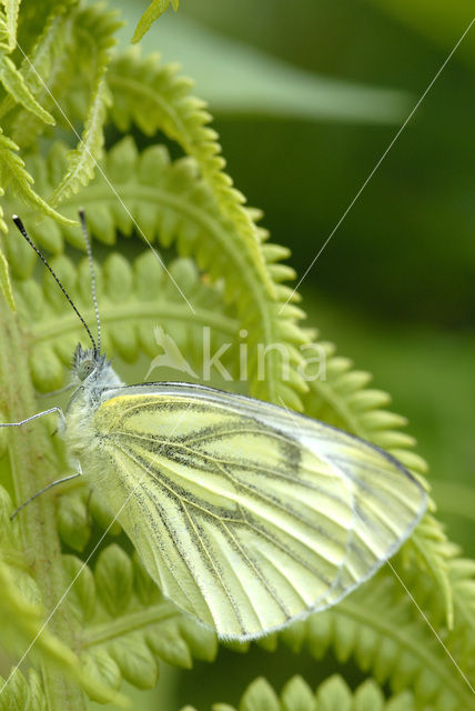 Green-veined White (Pieris napi)