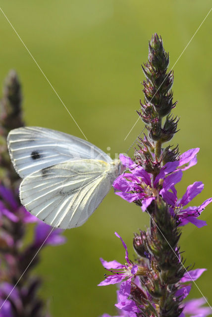 Green-veined White (Pieris napi)