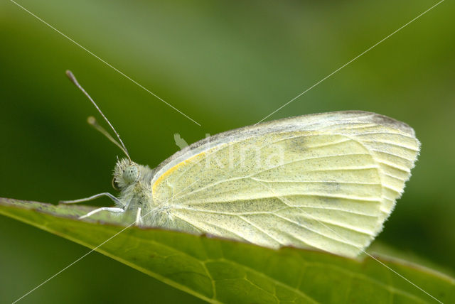 Klein koolwitje (Pieris rapae)