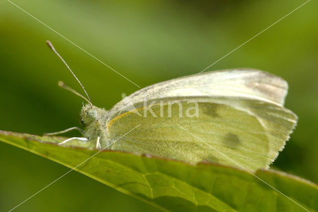Klein koolwitje (Pieris rapae)