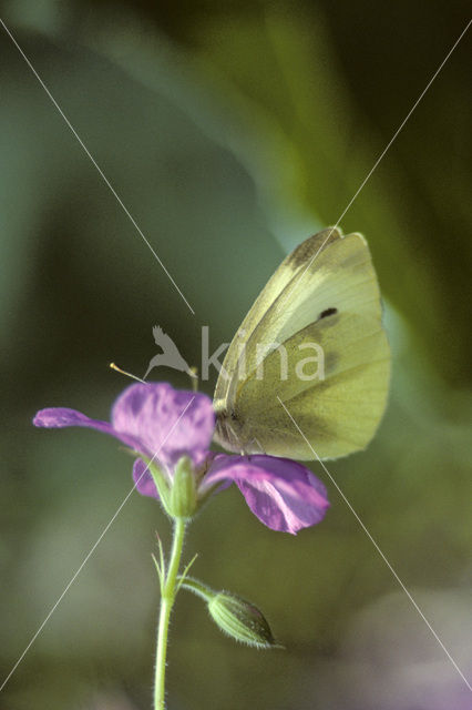 Klein koolwitje (Pieris rapae)