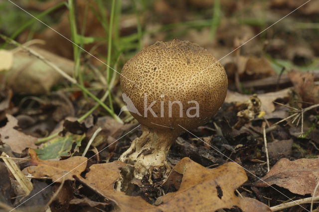 Kleine aardappelbovist (Scleroderma areolatum)