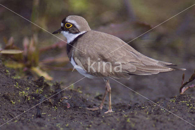 Little Ringed Plover (Charadrius dubius)