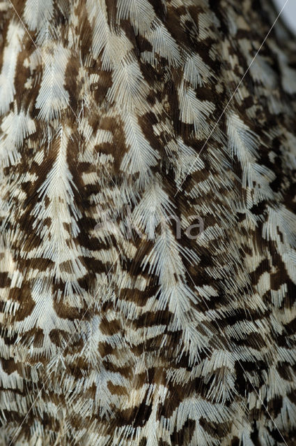 Little Bustard (Tetrax tetrax)