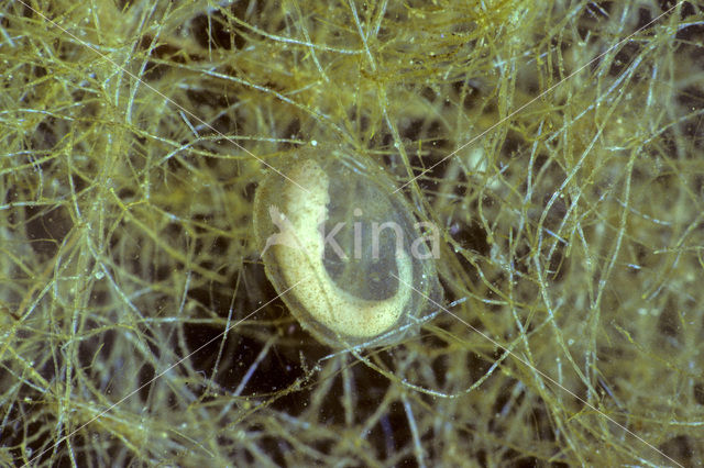 Kleine watersalamander (Triturus vulgaris)